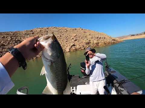 Multi-species day on Castaic Lake (Catching Striper and Largemouth)