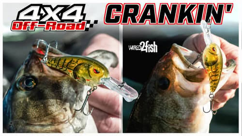 Search Cold%20water%20crank%20baits Fishing Videos on