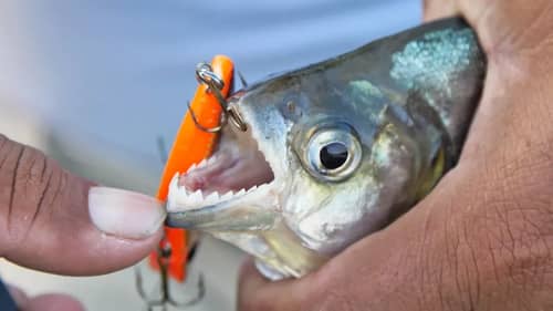 RAZOR SHARP TEETH! (Piranha Fishing with Lures in Amazon River)