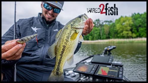 4 Tips to Catch Bass on Topwater Lures During the Bluegill Spawn