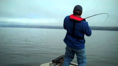 Sieg Taylor catches a giant on Clearlake