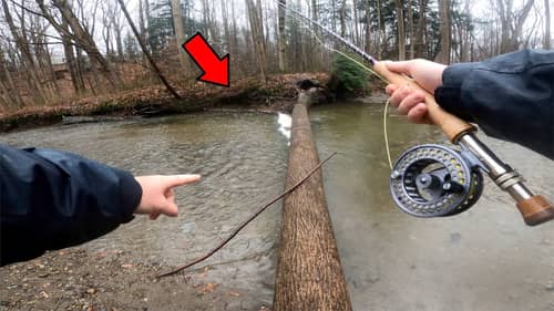 You Won't Believe How Many Lake Erie Steelhead I Caught Fishing Under This Log!