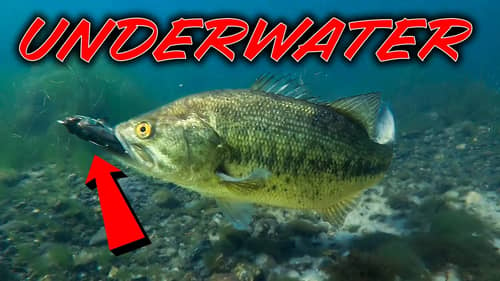 ** UNDERWATER Bass Fishing ** Spring Fishing Tips and Spawning Bass!
