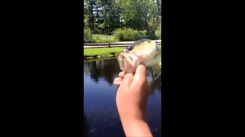 Summer Pond Bass Fishing - With Gus