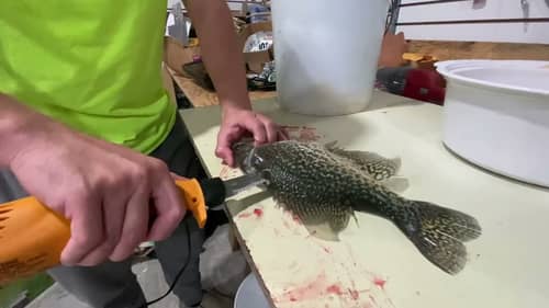 The QUICKEST & EASIEST Way to Fillet Fish! (CRAPPIE)