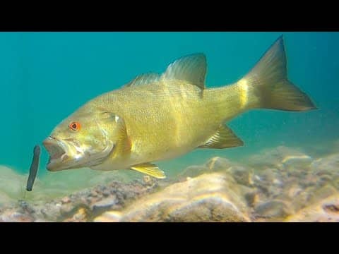 Amazing Underwater Footage of 10 Underspins and Swimbaits!! 