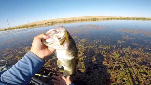 Bass fishing in a Private pond