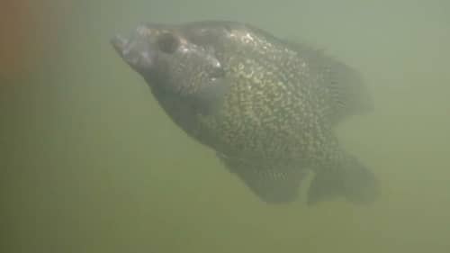 Targeting Trophy Black Crappie with a Slip Bobber on Clear Lake, California