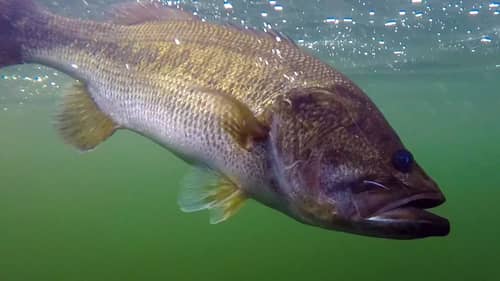 Underwater Bass Fishing Footage + Fluke Fishing Tips
