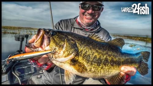 Spring Bass Fishing with Topwater Baits (Prop) | When, Where, and How
