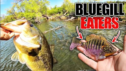 THIS is why you should NEVER Count Out Fishing SHALLOW! (Backwater Bluegill Eaters)