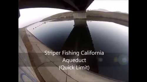 Striper Fishing California Aqueduct (Quick Limit)