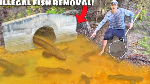 Removing ILLEGAL Fish INVADING My Backyard Pond!
