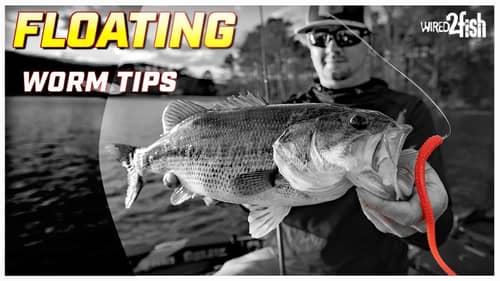 Floating Worm Bass Fishing Basics | Wacky Rig Alternative