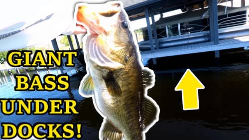 Dock Fishing for GIANT Bass in Florida!