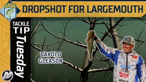 The importance of Dropshotting for Largemouth in the Fall