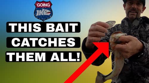 THIS BAIT Catches Them ALL!
