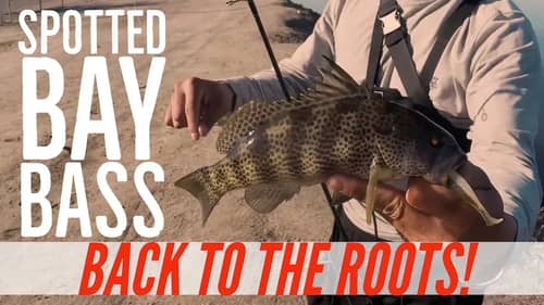 Fishing for Spotted Bay Bass from the Shore - Back to the Roots
