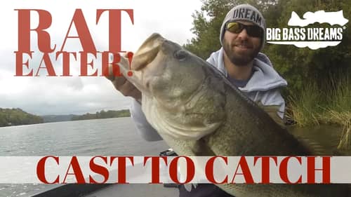Bass Eats Rat Swimbait Cast to Catch