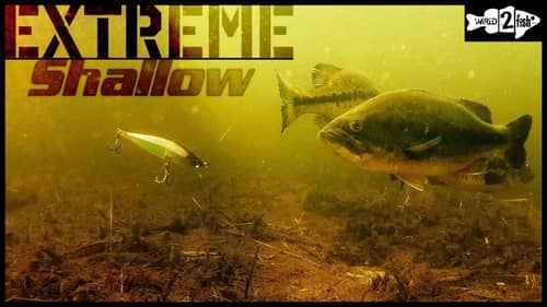 When and How to Catch Bass on Jerkbaits in Shallow Water
