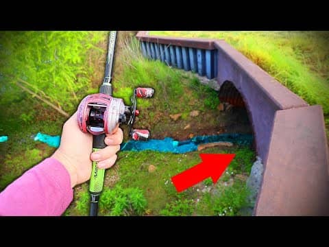 I Caught A 8 POUND BASS In INCHES Of WATER! (INSANE!)