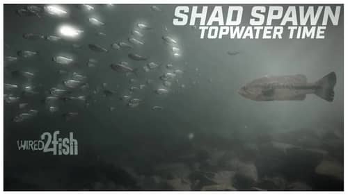 Master Topwater Bass Fishing During the Shad Spawn