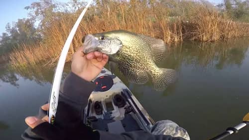 Giant Crappie at Sycamore Island