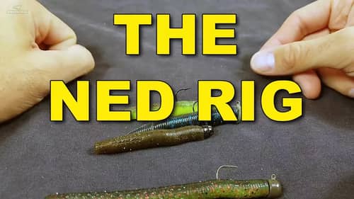 The Ned Rig: Proven Tactics You Need To Know | KastKing | Bass Fishing