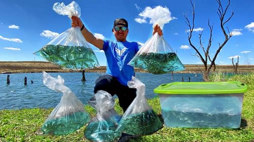 Stocking 2,500 WILD Baitfish in Backyard Pond!! [SOLD OUT the Bait Shop!]