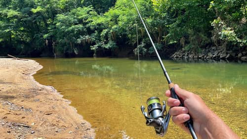 Wading Shallow Creek for Tennessee Smallies