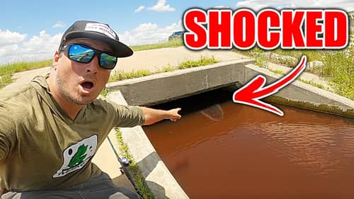 STAGNANT Roadside Drain is LOADED with Fish! (Surprising Catches)