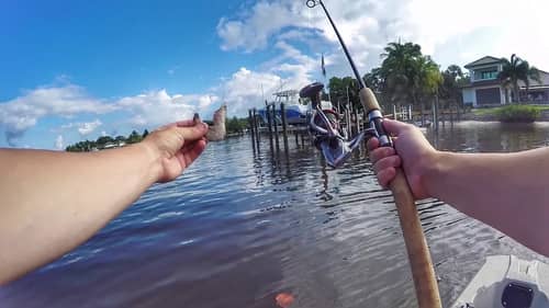 Dock Flipping With Frozen Shrimp For Mystery Fish!