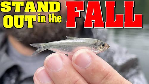 Stand Out When FALL Bass FISHING