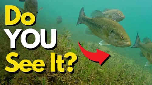 Look for This FIRST When Bass Fishing | Bass Fishing Tips