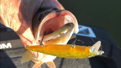 The most important element in triggering a big bass to hit a Jerkbait!