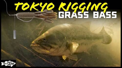 Tokyo Rigging Grass for Late Summer Bass