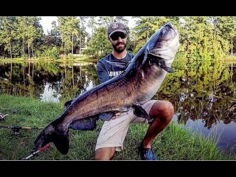 BIG CATFISH out of a HIDDEN CITY POND!!