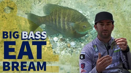 Bass Fishing Tips & Tricks Video for Bluegill Beds in June