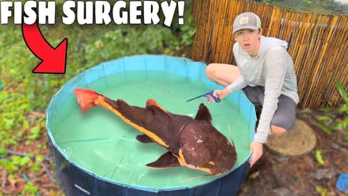 Emergency Fish Surgery to SAVE New Pet!