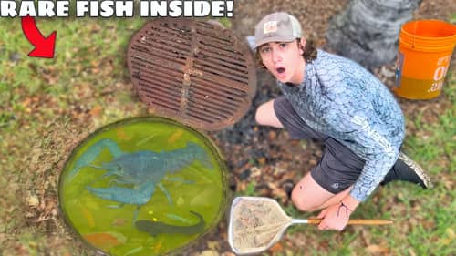 I Found a Mysterious Sewer FILLED with AQUARIUM FISH!