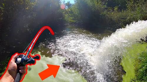 RUSHING Water Draws GIANT Fish to a TINY Spillway!!!