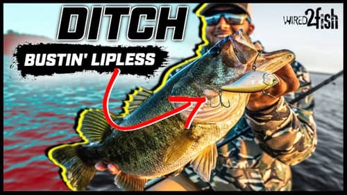 Lipless Crankbait Fishing Ditches for Prespawn Bass