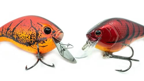 Fall Transition - Where Do The Bass Go? ( And How To Catch Them )