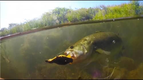 SUPER Clear Water Fishing with Topwater Duck Lure