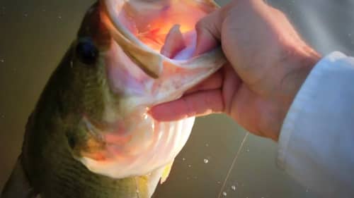Bank Bass Fishing Tips - BamaBass Goes Pond Hopping