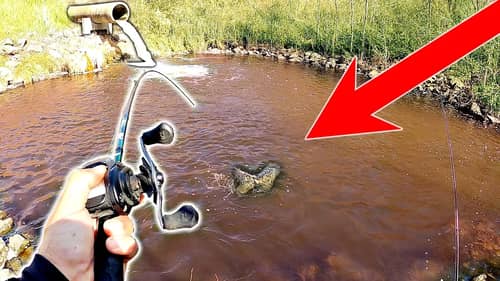 GIANT Fish are TRAPPED in this Tiny Puddle!! -How Did They Get HERE???