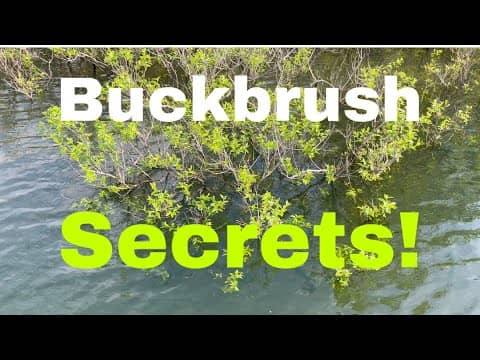 My Secrets For Flipping Buckbrush..(On The Water)