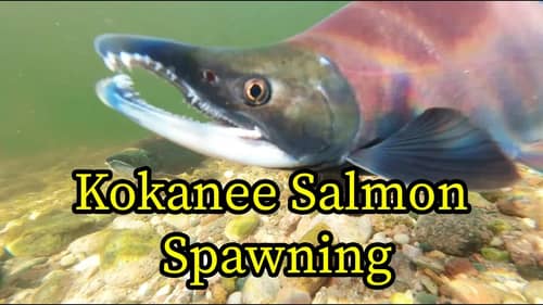 Kokanee Salmon Spawning Underwater (Underwater Video)