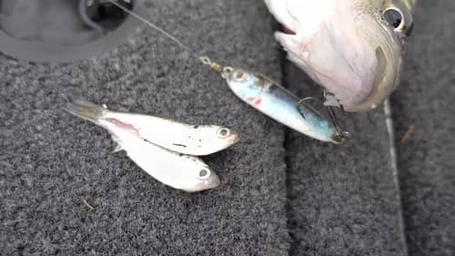 Fishing the Perfect Lure to Match Bait