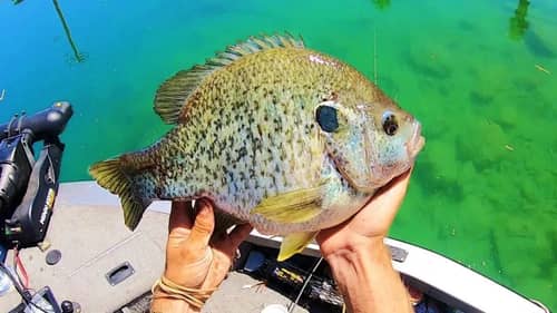 HOW DO SUNFISH EVEN GET THIS BIG?!? (INSANE)